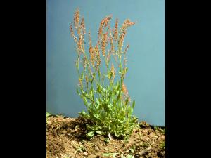 Petite oseille (Rumex acetosella)_6
