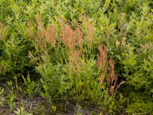 Petite oseille (Rumex acetosella)_13