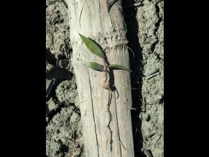 Ériochloé velue (Eriochloa villosa)_4