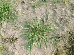 Ériochloé velue (Eriochloa villosa)_18