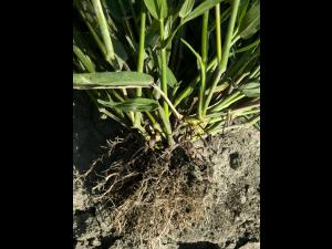 Ériochloé velue (Eriochloa villosa)_30