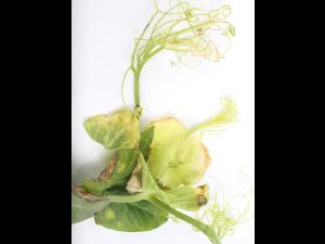 Pois - atrazine (5)_3