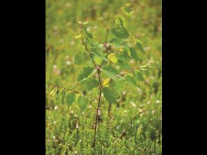 Apocyn feuilles androsème(Apocynum androsaemifolium)_4