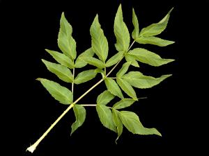 Aralie hispide(Aralia hispida)_7