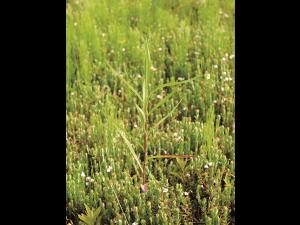 Aster simple(Symphyotrichum lanceolatum)_1