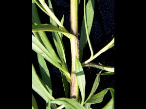 Aster simple(Symphyotrichum lanceolatum)_6