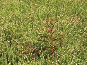 Épilobe feuilles étroite (Chamaenerion angustifolium)_5