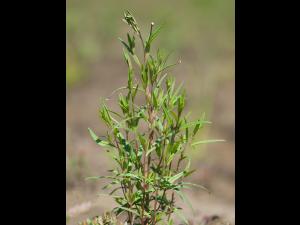 Épilobe leptophylle (Epilobium leptophyllum)_13