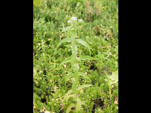 Eupatoire perfoliée (Eupatorium perfoliatum)_3