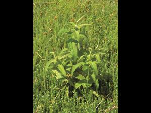 Eupatoire perfoliée (Eupatorium perfoliatum)_4