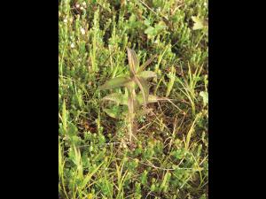 Eupatoire perfoliée (Eupatorium perfoliatum)_5