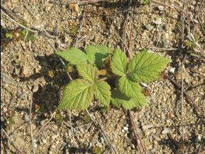 Framboisier rouge (Rubus idaeus)_3