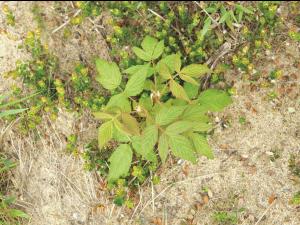 Framboisier rouge (Rubus idaeus)_4