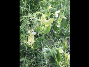 Pois - mésotrione (27)_2