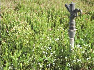 Gaillet palustre (Galium palustre)_6