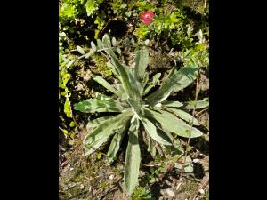 Immortelle blanche (Anaphalis margaritacea)_3