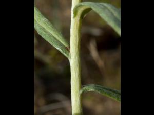 Immortelle blanche (Anaphalis margaritacea)_8