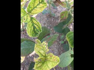 Soya - mésotrione (27)_3