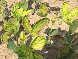 Soya - mésotrione (27)_4