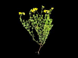 Lotier corniculé (Lotus corniculatus)_3