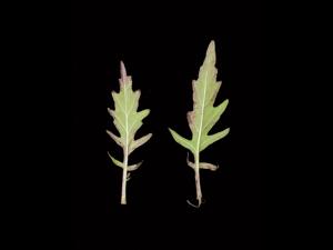 Lycope Amérique (Lycopus americanus)_3