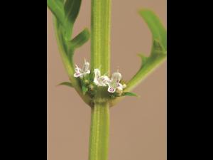 Lycope Amérique (Lycopus americanus)_5