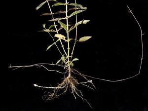 Lycope une fleur (Lycopus uniflorus)_6