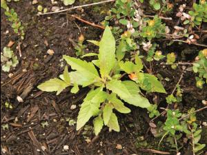 Lycope une fleur (Lycopus uniflorus)_8