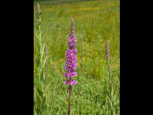 Salicaire commune (Lythrum salicaria)_2