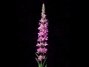 Salicaire commune (Lythrum salicaria)_3