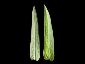 Salicaire commune (Lythrum salicaria)_4