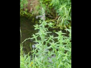 Salicaire commune (Lythrum salicaria)_9