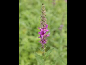 Salicaire commune (Lythrum salicaria)_14