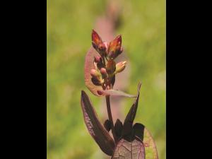 Millepertuis Fraser (Hypericum fraseri)_2