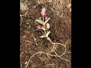 Millepertuis Fraser (Hypericum fraseri)_9