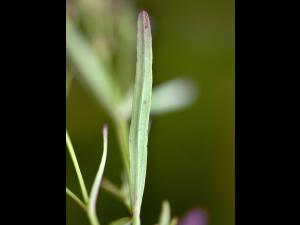 Millepertuis Canada (Hypericum canadense)_4
