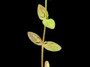 Millepertuis nain (Hypericum mutilum)_4