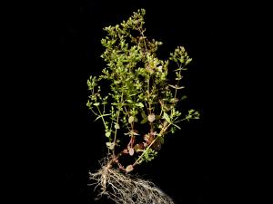 Millepertuis nain (Hypericum mutilum)_6