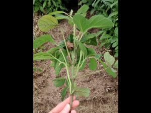 Soya - halosulfuron (ester méthyle) (2)_2