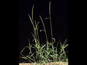 Chiendent(Elymus repens)_4