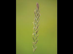 Chiendent(Elymus repens)_7