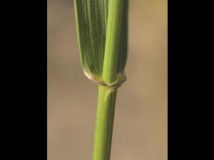 Chiendent(Elymus repens)_11