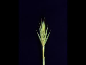 Chiendent(Elymus repens)_16