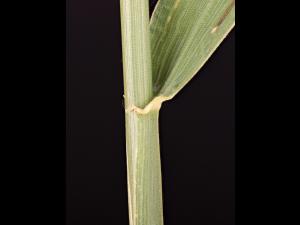 Chiendent(Elymus repens)_20