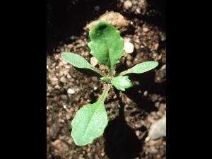Seneçon vulgaire (Senecio vulgaris)_6