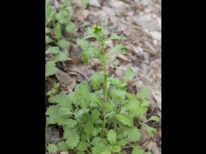 Seneçon vulgaire (Senecio vulgaris)_8
