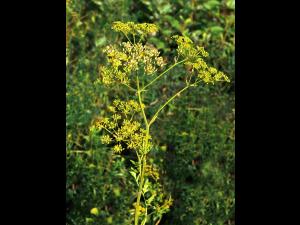 Panais sauvage (Pastinaca sativa)_5