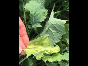 Canola - mésotrione (27)_3