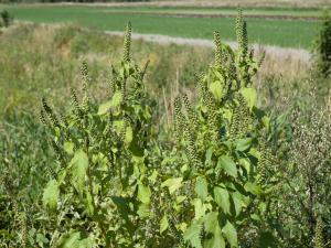 Grande herbe à poux (Ambrosia trifida)_8