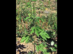 Grande herbe à poux (Ambrosia trifida)_11